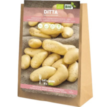 Pommes de terre de semence Ditta en sac de cinq kilogrammes
