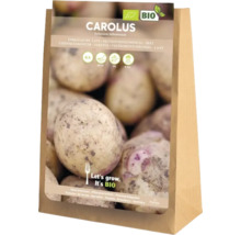 Pommes de terre de semence Carolus, 5 kilogrammes, issues de l'agriculture biologique
