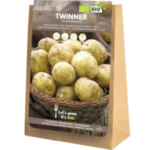 Plants de pommes de terre Twinner, ferme, 5 kilogrammes