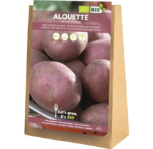 Plants de pommes de terre Alouette, ferme et mi-précoce, 5 kilogrammes