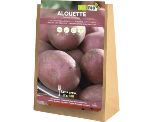 Plants de pommes de terre Alouette, ferme et mi-précoce, 5 kilogrammes