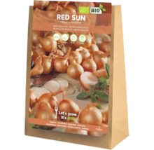 Bulbes de fleurs d'échalotes rouges dans un sac en papier