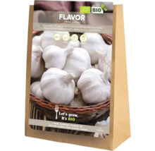Samentüte mit Knoblauch der Sorte Flavor Allium sativum