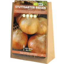 Plants d'oignons géants de Stuttgart dans un sac en papier