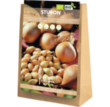 Paquet d'oignons de plantation Sturon