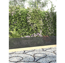 Paravent avec plantes grimpantes dans un jardin