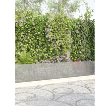 Jardin avec brise-vue, plantes grimpantes et sol pavé