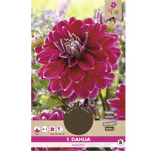 Une fleur de dahlia rouge de la variété Maldini sur un emballage de produit.