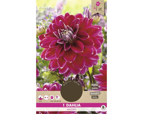 Une fleur de dahlia rouge de la variété Maldini sur un emballage de produit.