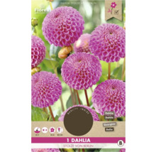 Dahlie Stolze von Berlin, eine Zierpflanze für den Garten