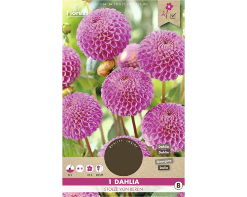Dahlie Stolze von Berlin, eine Zierpflanze für den Garten