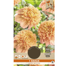 Dahlie Sandia Brocade, eine Blumenzwiebel