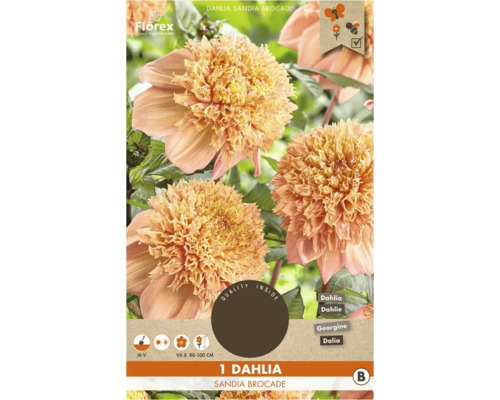 Dahlie Sandia Brocade, eine Blumenzwiebel