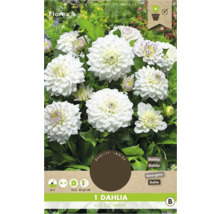 Dahlie Go Go White, Zwiebel