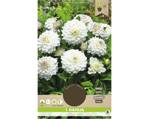 Dahlie Go Go White, Zwiebel