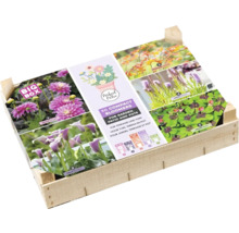 Holzkiste mit einer Auswahl von 50 blühenden Pflanzen für Garten, Terrasse und Topf