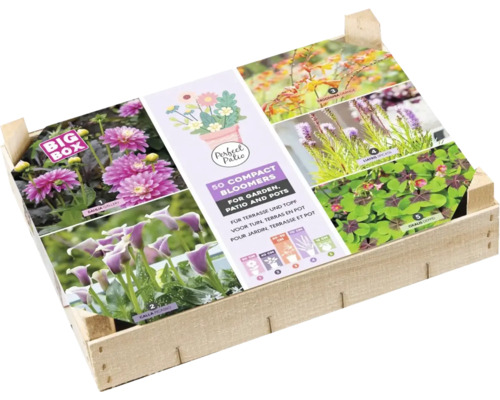 Holzkiste mit einer Auswahl von 50 blühenden Pflanzen für Garten, Terrasse und Topf