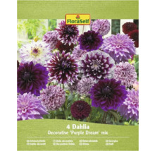Emballage de quatre dahlias décoratifs 'Purple Dream' de FloraSelf