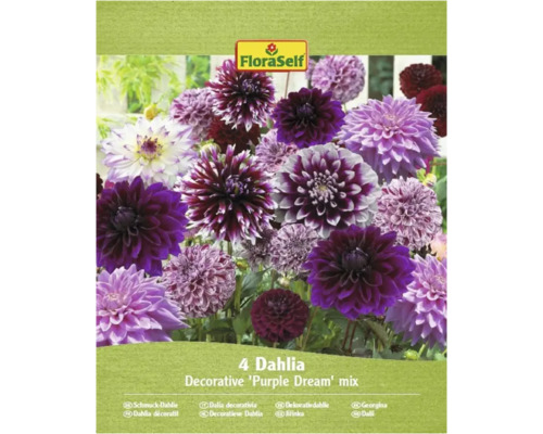Emballage de quatre dahlias décoratifs 'Purple Dream' de FloraSelf