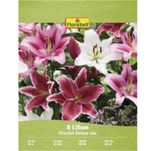 Paquet de lys Mélange Oriental Deluxe