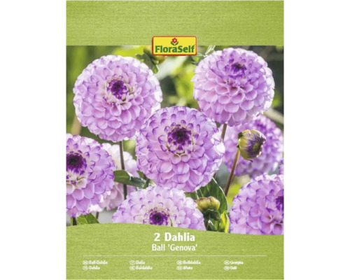 Verpackung mit zwei Ball Dahlien der Sorte 'Genova'.