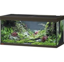 Eingerichtetes Aquarium mit Pflanzen, Steinen und Wurzeln