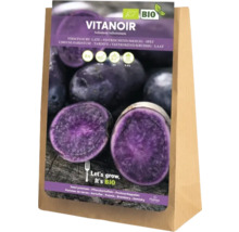 Pommes de terre de semence Vitanoir en sac