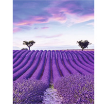 Un champ de lavande avec des arbres sous un ciel nuageux