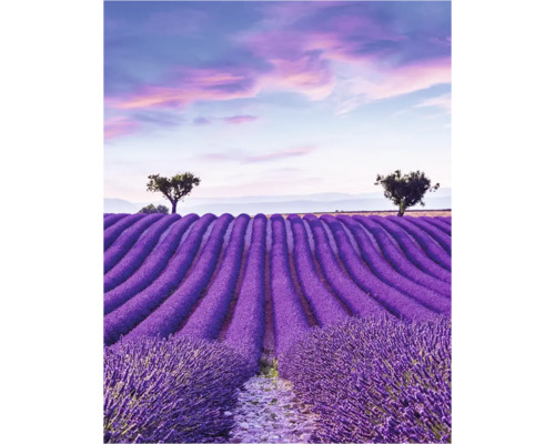 Un champ de lavande avec des arbres sous un ciel nuageux
