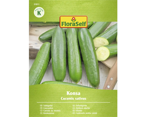 Salatgurke der Sorte Konsa, Cucumis sativus, von FloraSelf