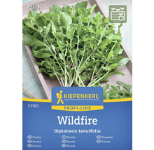 Paquet de graines de roquette Kiepenkerl Wildfire