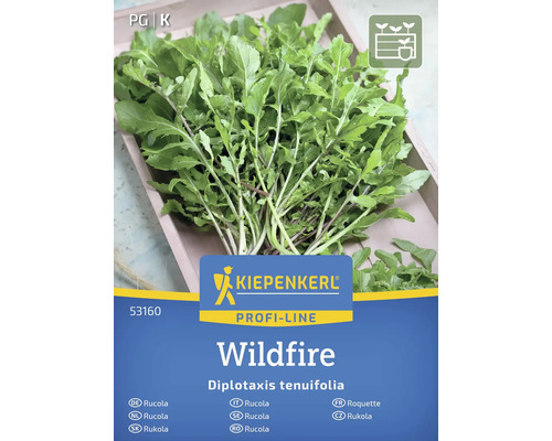 Paquet de graines de roquette Kiepenkerl Wildfire