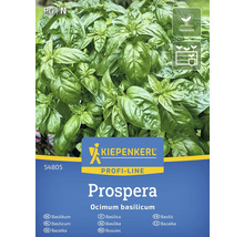 Kiepenkerl Prospera Basilikum Pflanze