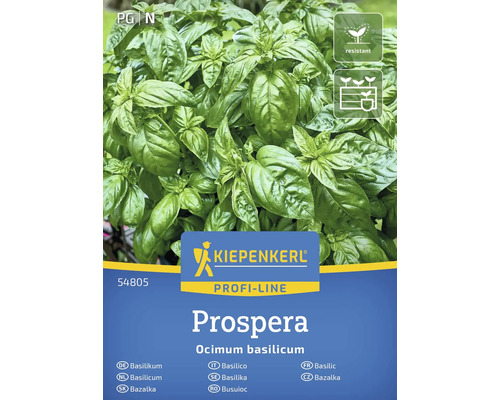 Kiepenkerl Prospera Basilikum Pflanze