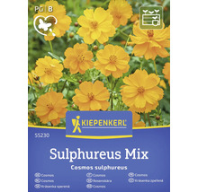 Kiepenkerl Cosmos soufré Sulphureus Mix sachet de graines
