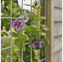 Plante grimpante à fleurs violettes sur un treillis