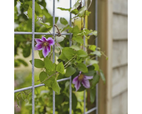 Plante grimpante à fleurs violettes sur un treillis