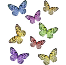 Illustration de différents papillons colorés