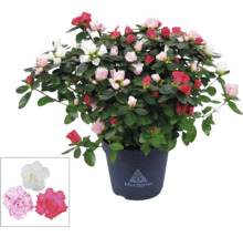 Azalée en pot avec fleurs multicolores