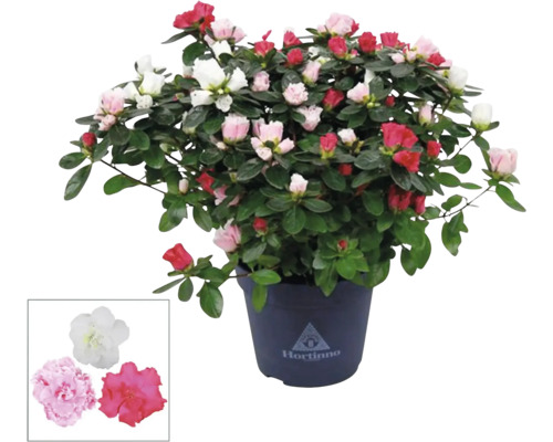 Azalée en pot avec fleurs multicolores