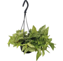 Plante suspendue avec des feuilles vertes dans un pot avec un crochet