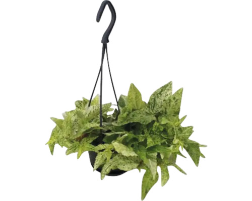 Plante suspendue avec des feuilles vertes dans un pot avec un crochet