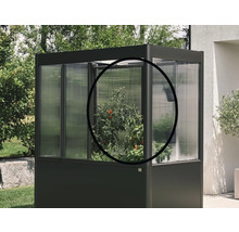 Petite serre avec un plant de tomates dans le jardin