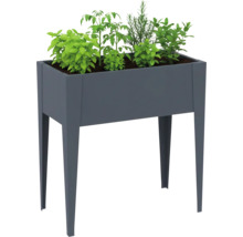 Jardinière surélevée avec herbes aromatiques et plants de légumes