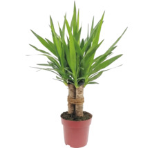 Yucca plante d'intérieur en pot