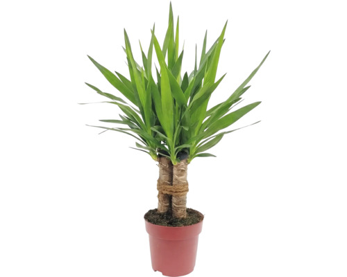 Yucca plante d'intérieur en pot