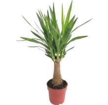 Yucca plante d'intérieur en pot