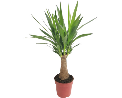 Yucca plante d'intérieur en pot