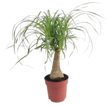 Pied d'éléphant en pot
