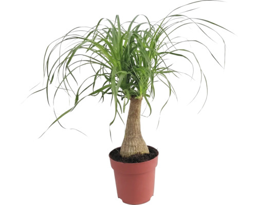 Pied d'éléphant en pot